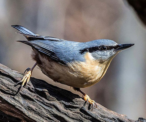 Өрнийн тоншголжин 